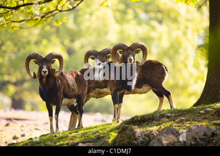 Des mouflons (Ovis ammon musimon) Banque D'Images