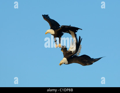 Deux Pygargues à tête blanche au-dessus de la baie Kachemak dans une lutte sur l'air d'un petit poisson. Ils clinch avec talons il y a à dominer les uns les autres Banque D'Images