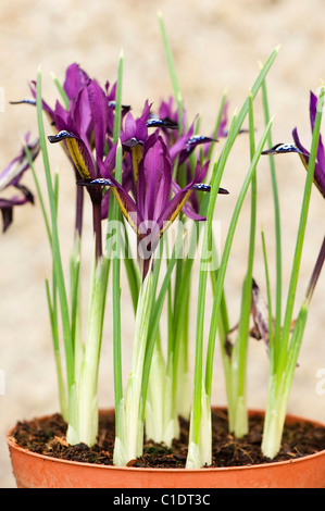 Iris reticulata 'Purple Gem' dans des pots de fleur en fleur Banque D'Images