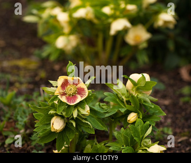 Helleborus x hybridus Anah hybrides jardin en fleurs Banque D'Images