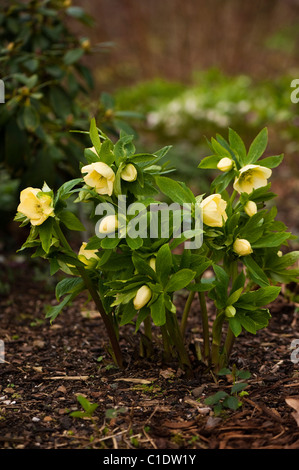 Helleborus x hybridus Anah hybrides jardin en fleurs Banque D'Images