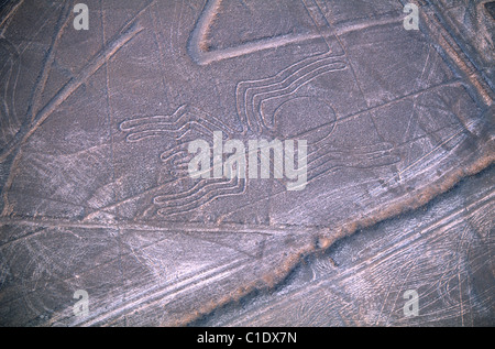 Pérou, Ministère de l'Ica, côte sud, lignes de Nazca, l'Araignée (vue aérienne) Banque D'Images