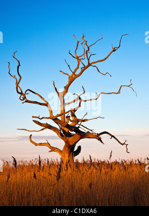 Coucher du soleil la lumière sur arbre mort dans le marais à roseaux Iken en campagne du Suffolk. Banque D'Images