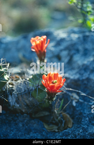 Un hérisson cactus fleurit sur une coulée de lave dans le désert du Nouveau Mexique Banque D'Images