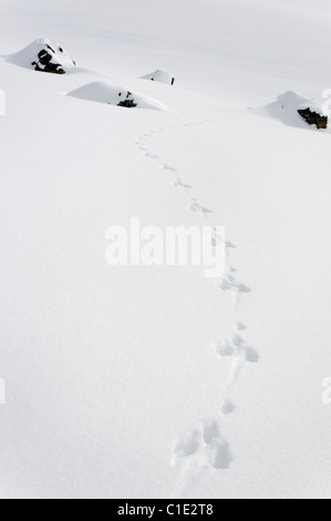 Lièvre footprints crossing neige dans les alpes Silvretta. Banque D'Images