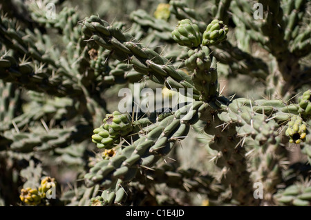 Cane cholla (Cylindropuntia imbricata) détail Banque D'Images