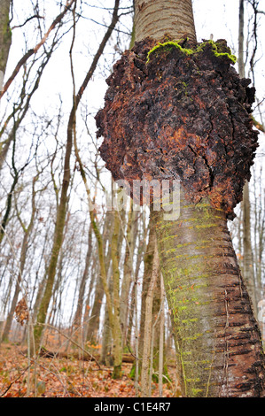 L'ébarbure (ou loupe) sur le tronc d'un arbre de la cerise sauvage (Prunus avium) Banque D'Images