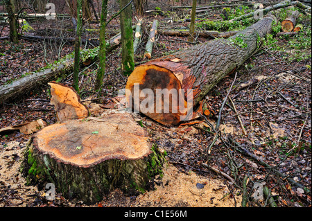 Hêtre abattu gisant dans les bois Banque D'Images