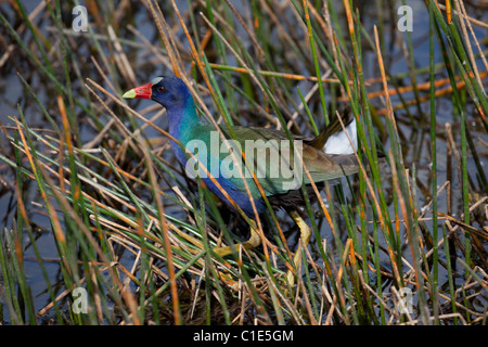 American purple gallinule (porphyrio martinica) par près de sawgrass Anhinga Trail, le Parc National des Everglades, en Floride Banque D'Images