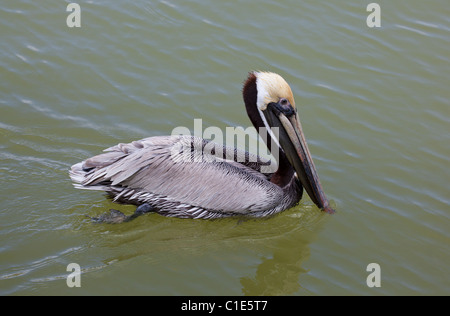 Des profils Pélican brun (Pelecanus occidentalis) nager près de Flamingo dans le parc national des Everglades, Florida, USA Banque D'Images