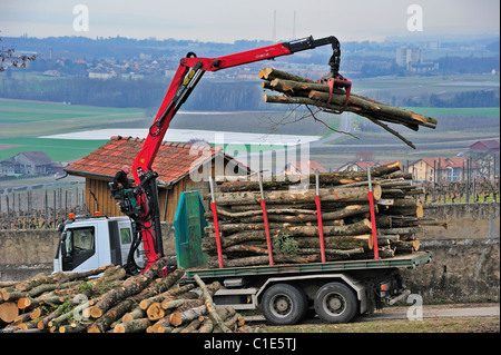 Chargement des grumes sur à l'arrière d'un camion Banque D'Images