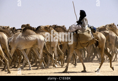 L'Égypte, de la Nubie, Assouan, Souk, caravane de chameaux à vendre Banque D'Images