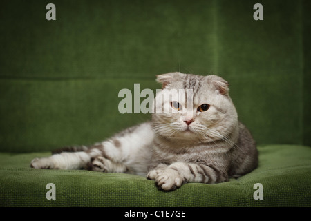 Portrait de la Scottish Fold chat sur canapé vert Banque D'Images