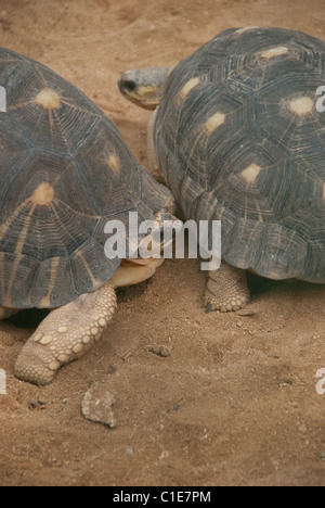 Madagascar, île de Nosy Komba (à côté de Nosy Be). Rare tortue rayonnée de Madagascar (Captive : Geochelone radiata). Banque D'Images