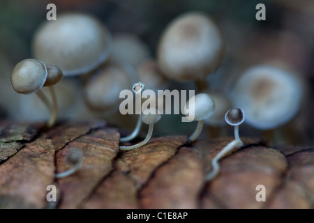 Sprucecone Strobilurus esculentus, Cap Banque D'Images