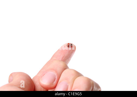 Coccinelle sur un doigt, isolé sur blanc avec beaucoup d'espace de copie Banque D'Images