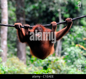 Un seul jeune Pongo pygmaeus orang-outan solitaire jouer pulling faces suspendue à un centre de réhabilitation de Sepilok corde Sabah Banque D'Images