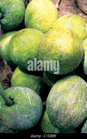 La Jamaïque, la paroisse de Saint Andrew, Kingstown marché, fruit de l'arbre à pain Banque D'Images