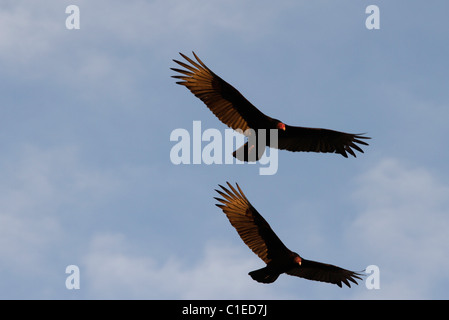 L'Urubu à tête rouge (Cathartes aura) dans l'ouest du Texas, dans la pointe nord de la désert de Chihuahuan. Banque D'Images