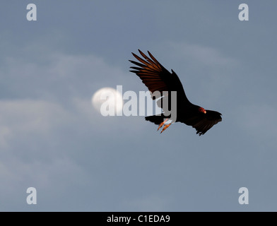 Urubu à tête rouge (Cathartes aura) dans l'ouest du Texas, dans la pointe nord de la désert de Chihuahuan. Banque D'Images