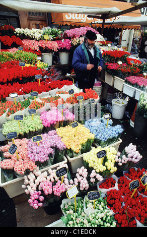 Pays-bas, le nord de la Hollande, Amsterdam, les tulipes au marché Albert Cuyp Banque D'Images