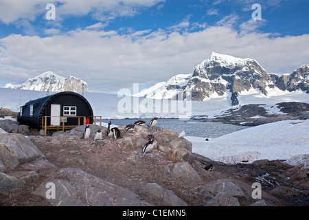 Colonie de manchots Gentoo (Pygoscelis papua), Port Lockroy, Péninsule Antarctique Banque D'Images