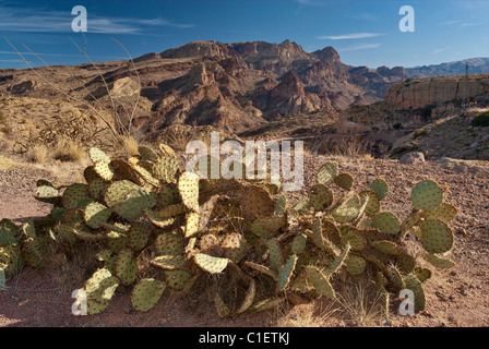 Horse Mesa, dans les montagnes Superstition, avec cactus à la poire piriforme au point de vue de Fish Creek Hill sur Apache Trail (route 88), Arizona, États-Unis Banque D'Images