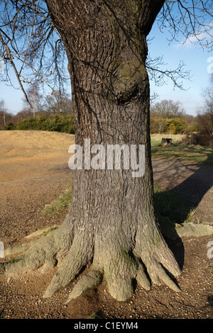 Oak Tree Trunk dans la forêt d'Epping Banque D'Images