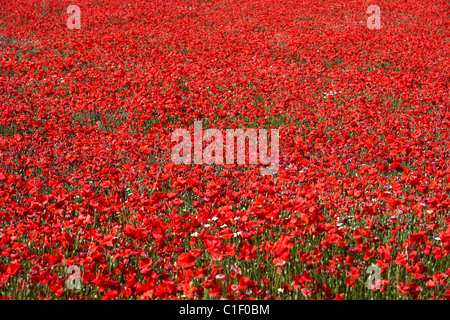 Coquelicots sur un champ. LLeida, Espagne. Banque D'Images