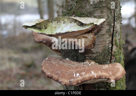 Grand champignon poussant sur un arbre du bouleau d'argent. Les Champignons Banque D'Images