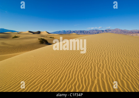 Les ondulations du sable dans les dunes de l'Appartements Mesquite sand dunes, Stovepipe Wells, Death Valley National Park, California, USA Banque D'Images