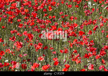 Coquelicots sur un champ. LLeida, Espagne. Banque D'Images