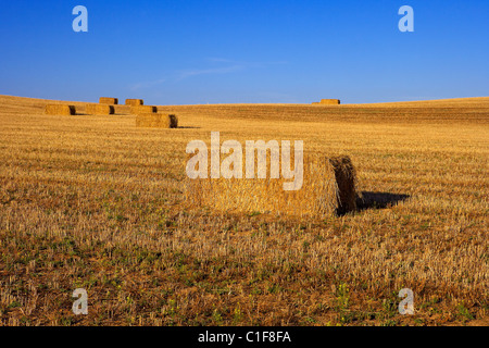 Champ de chaumes. LLeida, Espagne. Banque D'Images