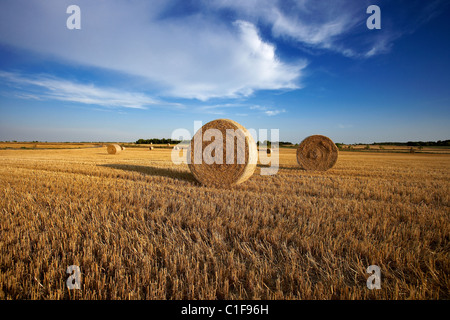 Champ de chaumes. LLeida, Espagne. Banque D'Images