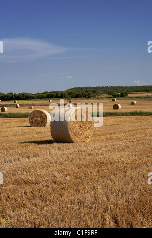 Champ de chaumes. LLeida, Espagne. Banque D'Images