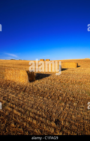 Champ de chaumes. LLeida, Espagne. Banque D'Images