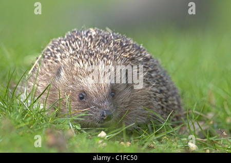 Hérisson ERINACEUS EUROPAEUS SUR HERBE UK Banque D'Images