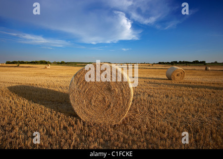 Champ de chaumes. LLeida, Espagne. Banque D'Images