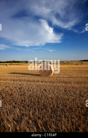 Champ de chaumes. LLeida, Espagne. Banque D'Images