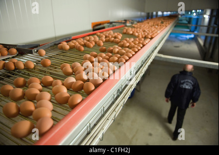 Œufs transportés sur un tapis roulant pour le poste d'emballage, Berlin, Allemagne Banque D'Images