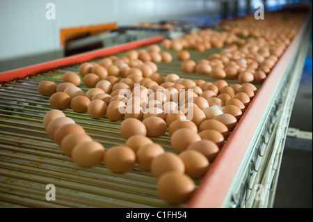 Œufs transportés sur un tapis roulant pour le poste d'emballage, Berlin, Allemagne Banque D'Images