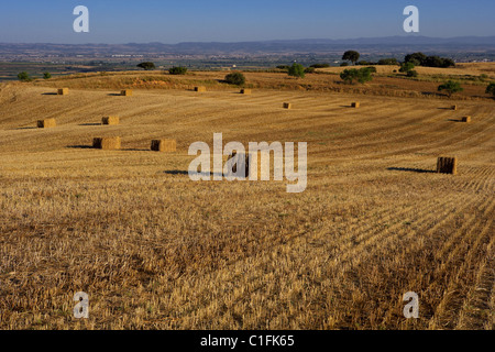 Champ de chaumes. LLeida, Espagne. Banque D'Images