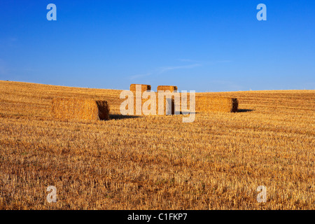 Champ de chaumes. LLeida, Espagne. Banque D'Images