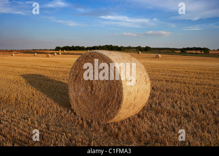 Champ de chaumes. LLeida, Espagne. Banque D'Images