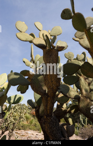 Arborescents figuier de Barbarie (Opuntia leucotricha) Banque D'Images