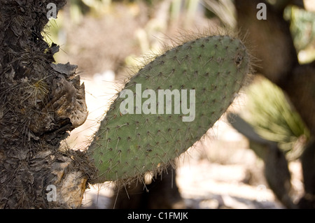 Arborescents figuier de Barbarie (Opuntia leucotricha) Banque D'Images