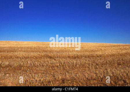 Champ de chaumes. LLeida, Espagne. Banque D'Images