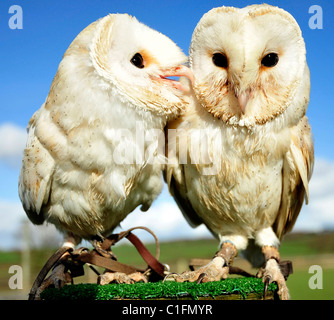 Un couple d'Effraies des clochers en captivité l'un jouant avec l'autre (Tyto alba) Banque D'Images