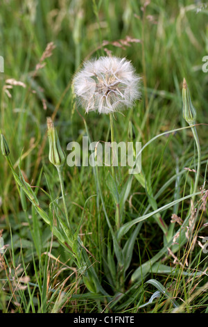 Barbe, Tragopogon pratensis, Asteraceae (Compositae), aussi connu familièrement comme Jack Go-to-Bed-à-midi. Tête de semences. Banque D'Images