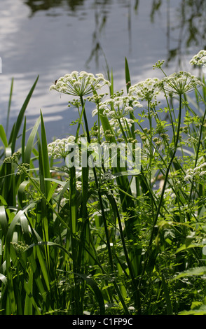 L'eau de la pruche Filipendule vulgaire, Oenanthe crocata, Apiaceae. Une fleur sauvage. Banque D'Images